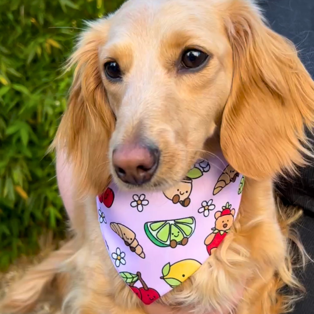 Summer Bloom Reversible Dog Bandana